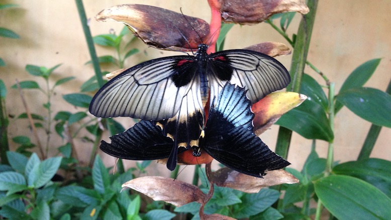 Butterflies in the Eco-Garden, Puerto Princesa, Palawan