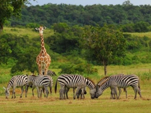 Calauit Safari Tour in Coron, Busuanga