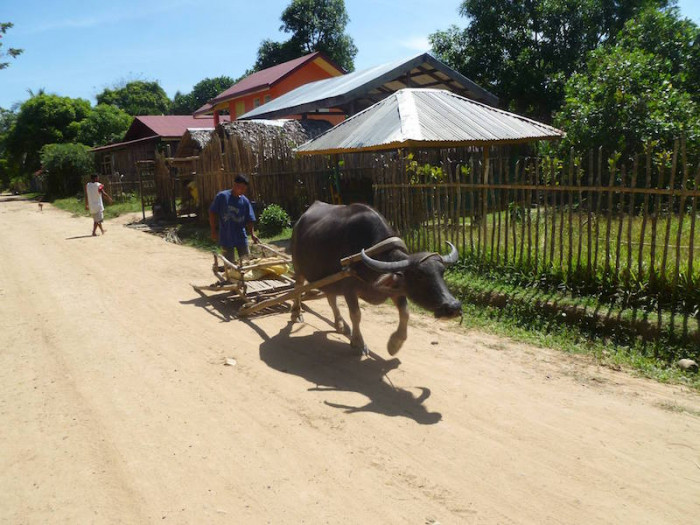 A carabao (local beef) in its way to the fields