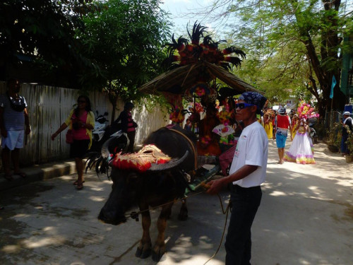 The Carabao is specially dressed for a traditional celebration in El Nido, Palawan