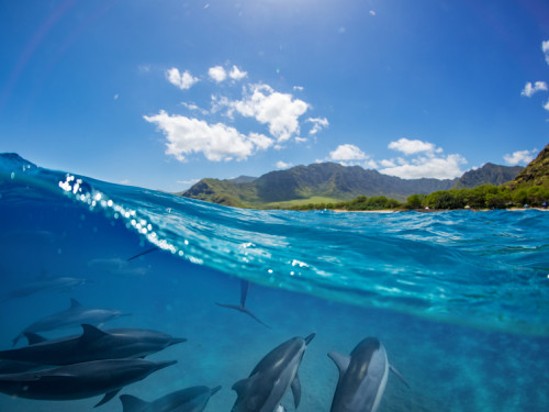 Dolphin Watching in Puerto Princesa, Palawan