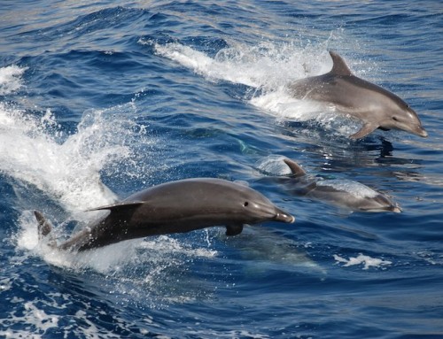 Peut-on voir des dauphins et baleines à El Nido ?