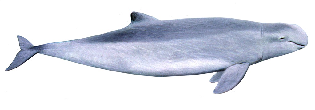 The Irrawaddy Dolphin - Endemic Species to El Nido, Palawan