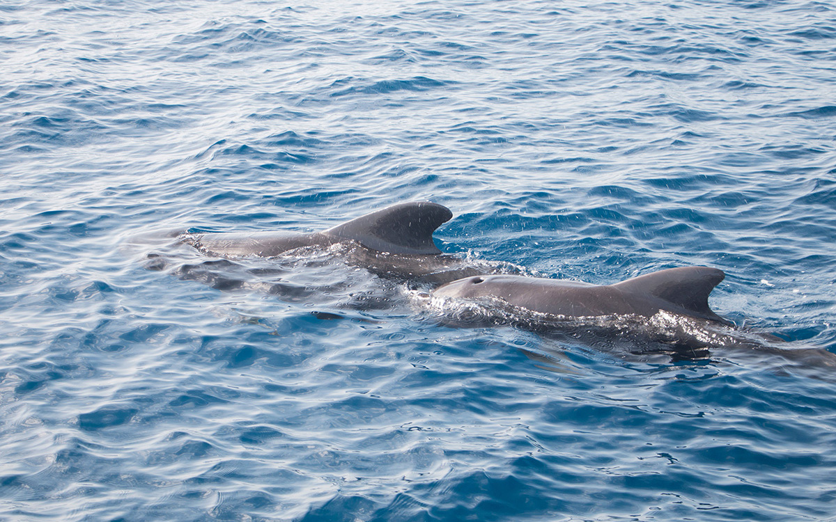 Irrawady Dolphins in Malampaya Sound – Ultimate Adventure Tour from El Nido to Port Barton Culion - Ultimate Adventure Tour - Bootsexpedition in Palawan
