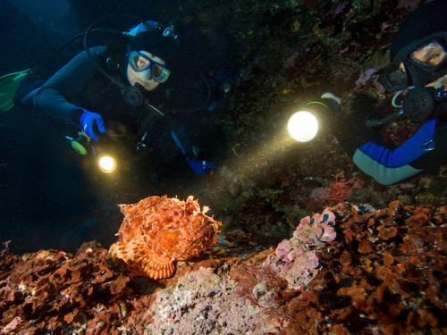 Night Diving in El Nido