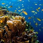 Book a PADI Course - Project AWARE® Coral Reef Conservation in El Nido, Palawan