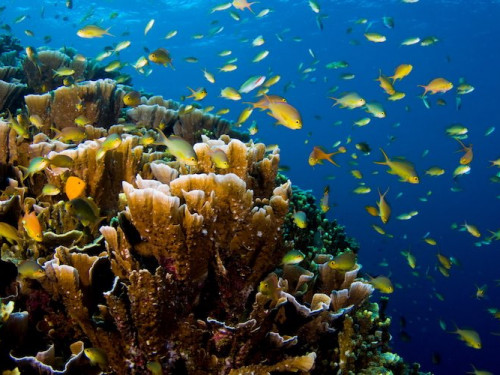 PADI Course - Project AWARE® Coral Reef Conservation - El Nido, Palawan