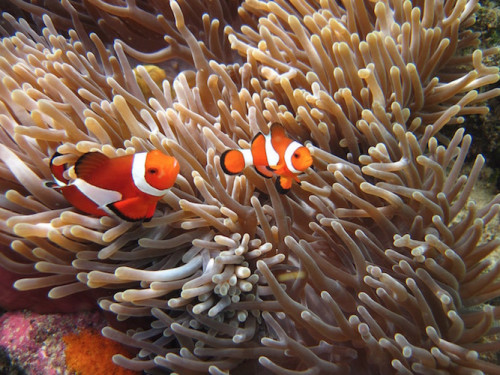 Discover a new underwater world - and its inhabitants!