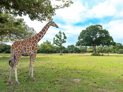 Private Calauit Safari Tour from Coron, Busuanga | Online Booking