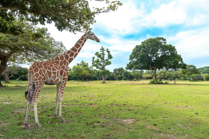 Private Calauit Safari Tour from Coron, Busuanga | Online Booking