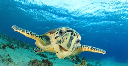 Encounter Sea Turtles and Discover the Marine Wildlife of El Nido, Palawan!