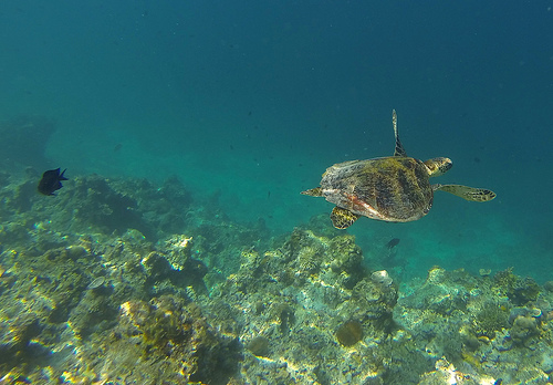 A Sea Turtle in El Nido, Palawan, Philippines