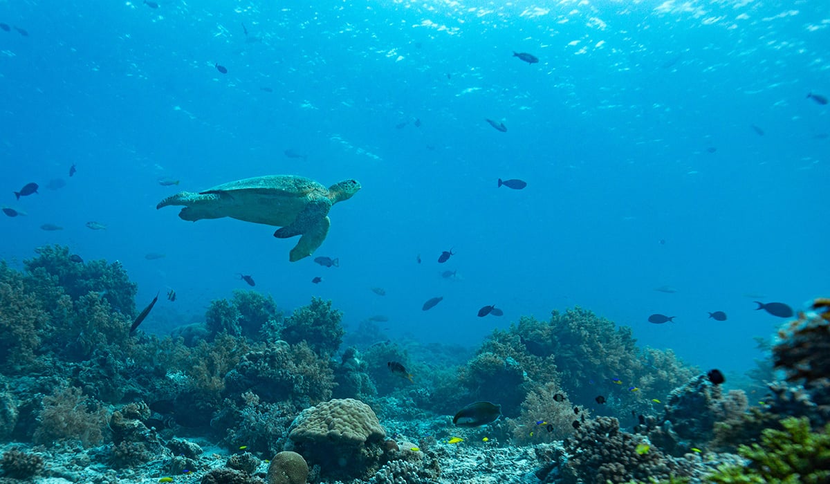 Meeresschildkröte im klaren Wasser von Linapacan, Palawan Meeresschildkröte im klaren Wasser von Linapacan, Palawan