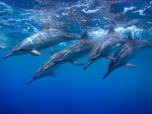 A pod of Spinner Dolphins - Whale watching in Puerto Princesa, Palawan