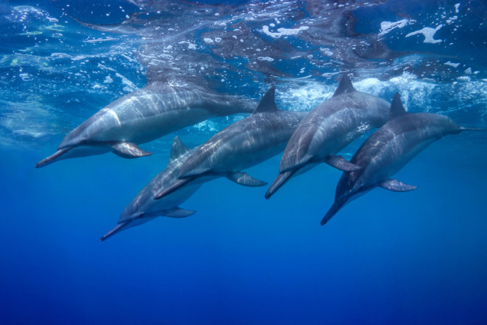 A pod of Spinner Dolphins - Whale watching in Puerto Princesa, Palawan
