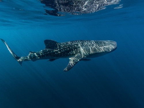 Swim with the Whale Sharks in Puerto Princesa - Online Booking