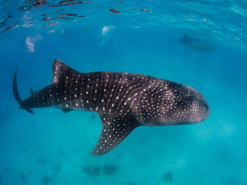 Swim with the Whale Sharks in Puerto Princesa - Online Booking