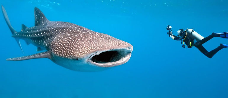 Diving El Nido - A Whale Shark in the Bacuit Bay!