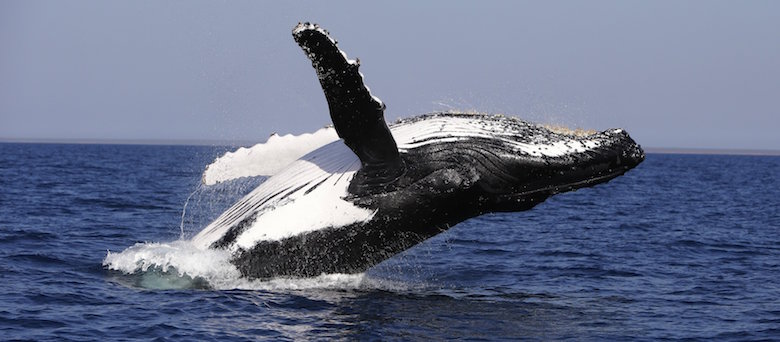 Whale-Watching : Les choses à faire et à ne pas faire